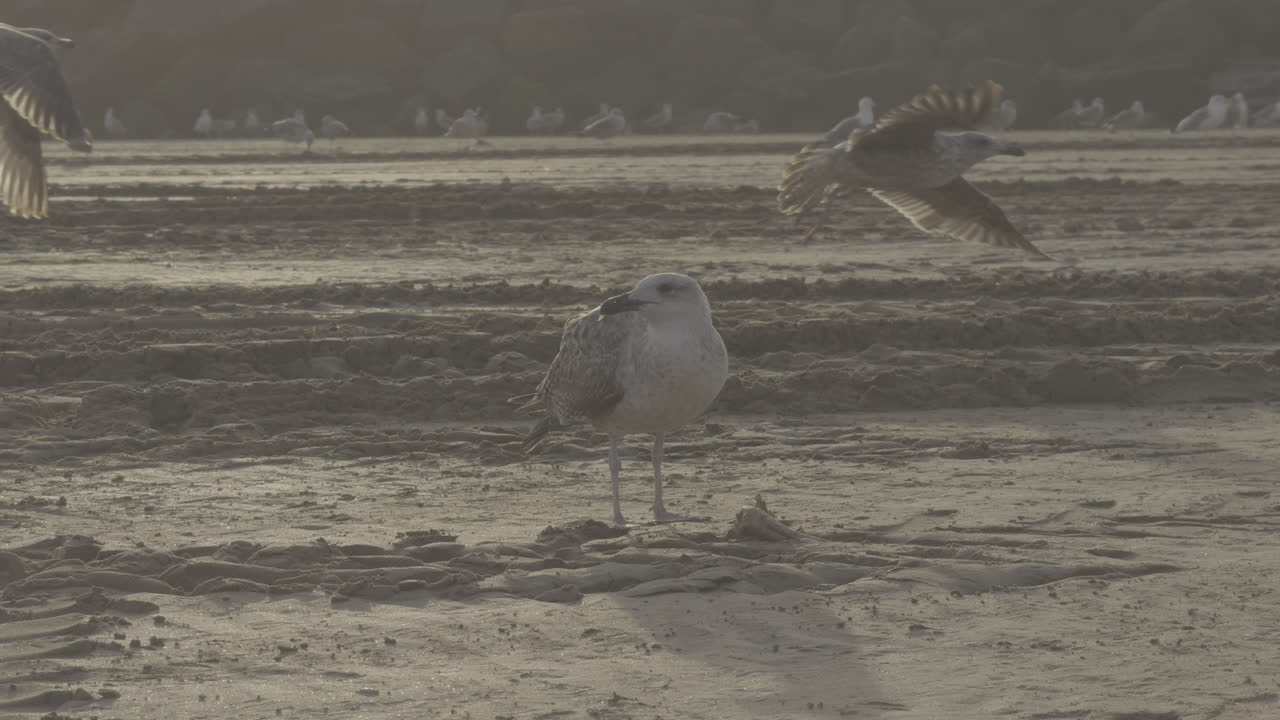 Seagull on a Sandy Beach