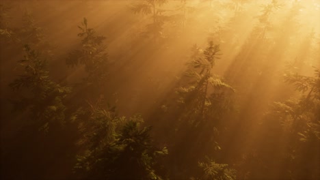 Luftsonnenstrahlen-Im-Wald-Mit-Nebel