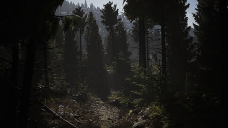 Bosque-De-Abetos-En-El-Día-De-Verano