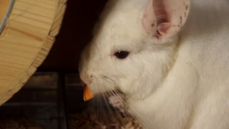 panning a cute white baby chinchilla pet sitting up in its cage munching on food with black eyes and large pink ears
