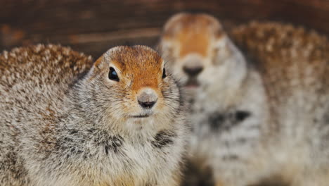 couple of arctic ground squirrels in yukon, canada - close up