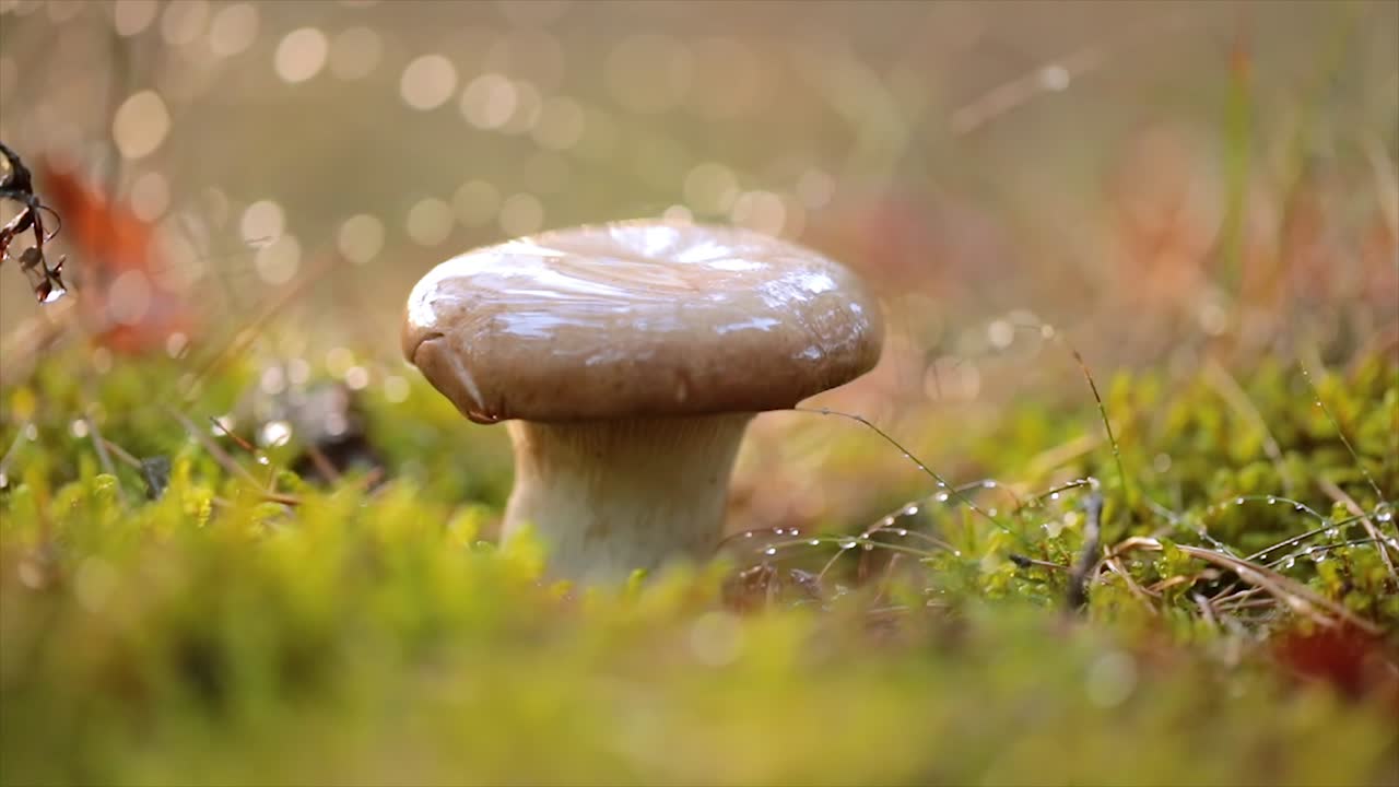 남자가 가을 숲에서 칼로 버섯을 자른다.