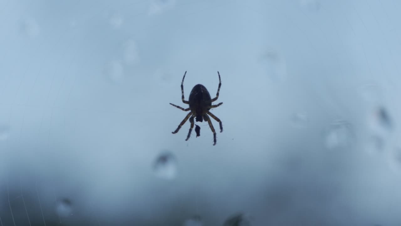 슬로우 모션으로 먹이를 주는 포식자 크로스 오브위버 거미, 매크로 동물 곤충 샷