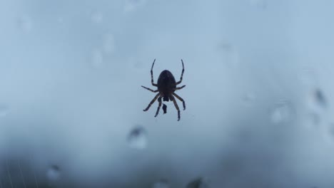 a predator cross orbweaver spider feeding in slow motion, macro animal insect shot