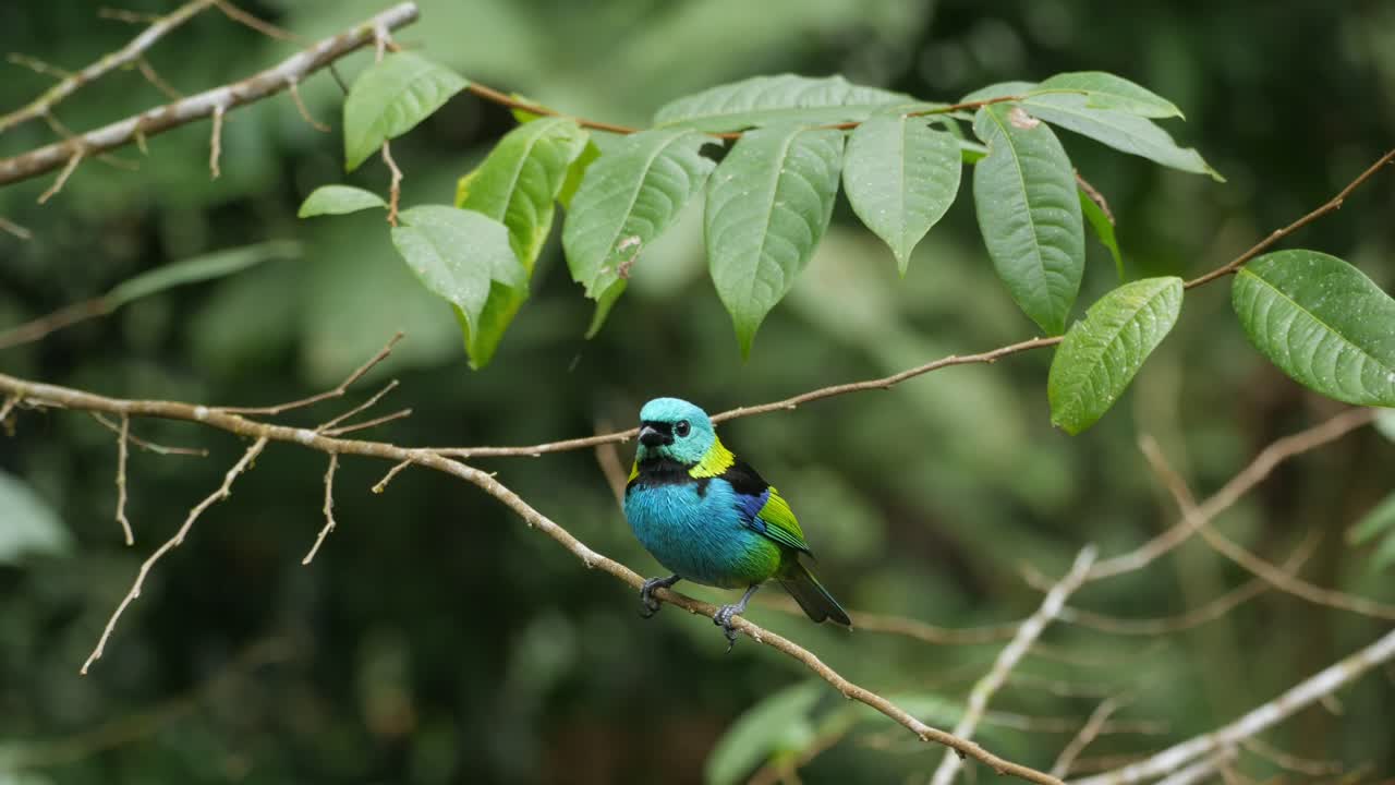 가지 에 앉아 있는 다채로운 초록색 머리 타나거, 대서양 숲 의 새