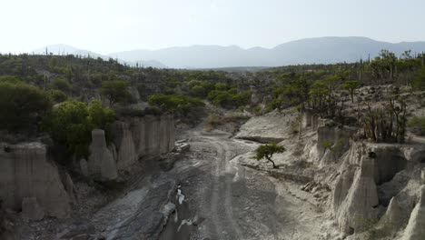 shrubbery in arid, desolate mexico desert of zapotitlan - aerial