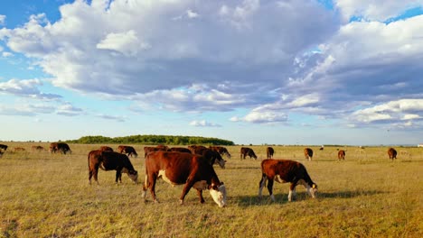 este idílico entorno rural refleja la simple belleza de la naturaleza y la tranquila armonía de la vida agrícola, donde las vacas se mueven tranquilamente, disfrutando de su día al sol.