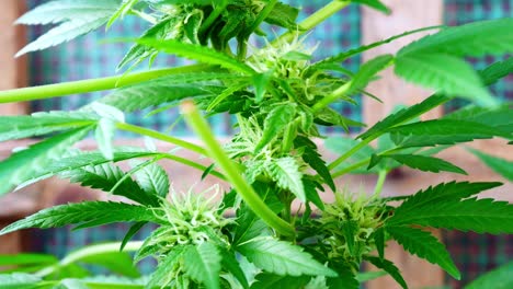 marihuana medicinal narcótica planta de cannabis ilegal prohibido efecto invernadero hierba herbaria closeup aumento a la derecha