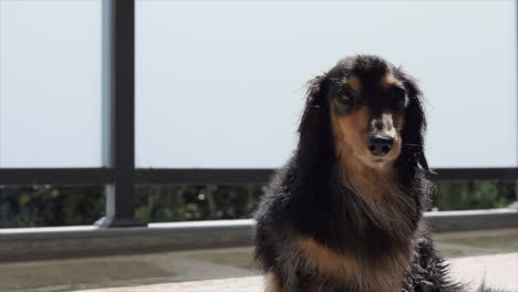 two sausage dogs on balcony