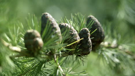 branches with cones and needles on larch tree in forest. brown cones of larch