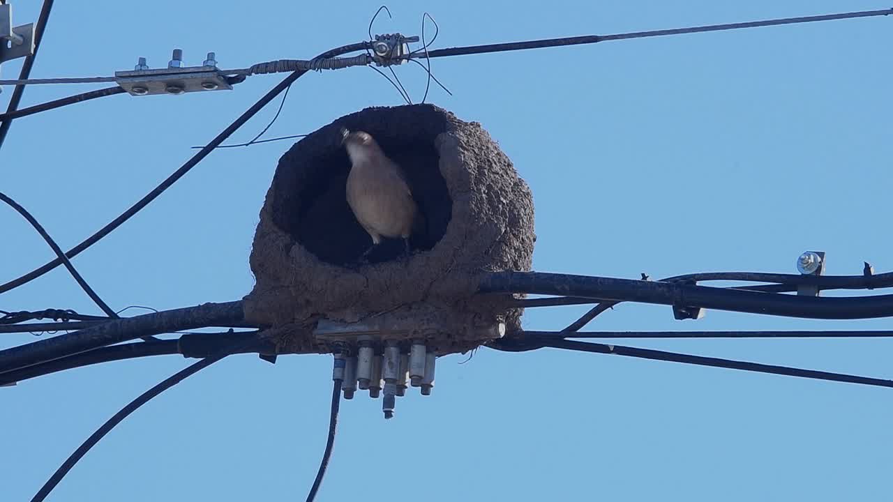 A Rufous hornero (Furnarius rufus) lands on the clay nest it is building on power lines, carrying clay on its beak