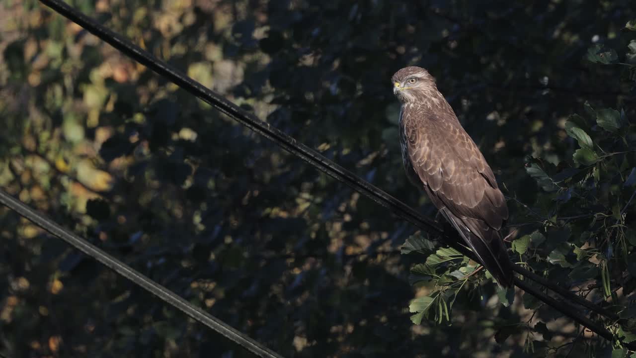 Musvåk (buteo buteo) som sitter på strømledningen