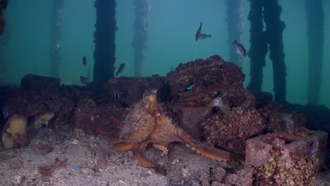 pulpo maorí macroctopus propulsión a chorro bajo el agua y nadando en lechos de hierba marina y bajo el muelle 4k 60fps