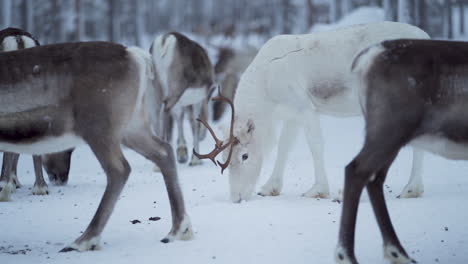 slowmotion of a white reindeer with antlers eating food from frozen ground among other reindeer in a snowy forest in lapland finland