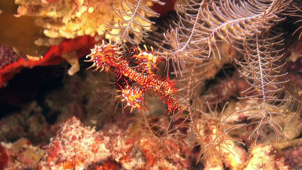 dos peces pipa fantasma arlequín apareándose en un arrecife de coral tropical