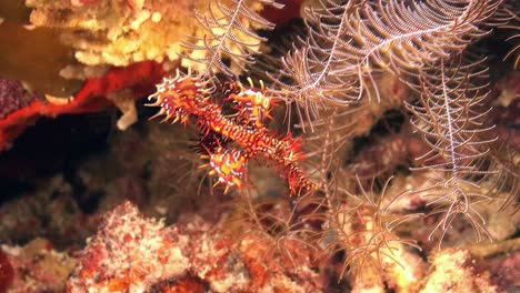 dos peces pipa fantasma arlequín apareándose en un arrecife de coral tropical