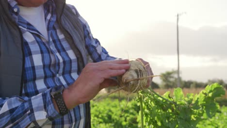 Mature-man-working-on-farm