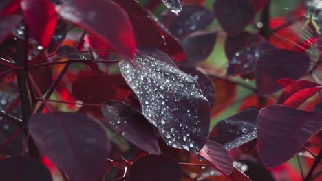 the red leaves were dewy after being drenched in the rain all night