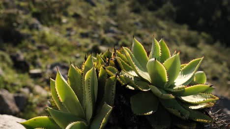 Cerca-De-Un-Hermoso-Cactus-Mexicano-Salvaje-Bajo-El-Sol