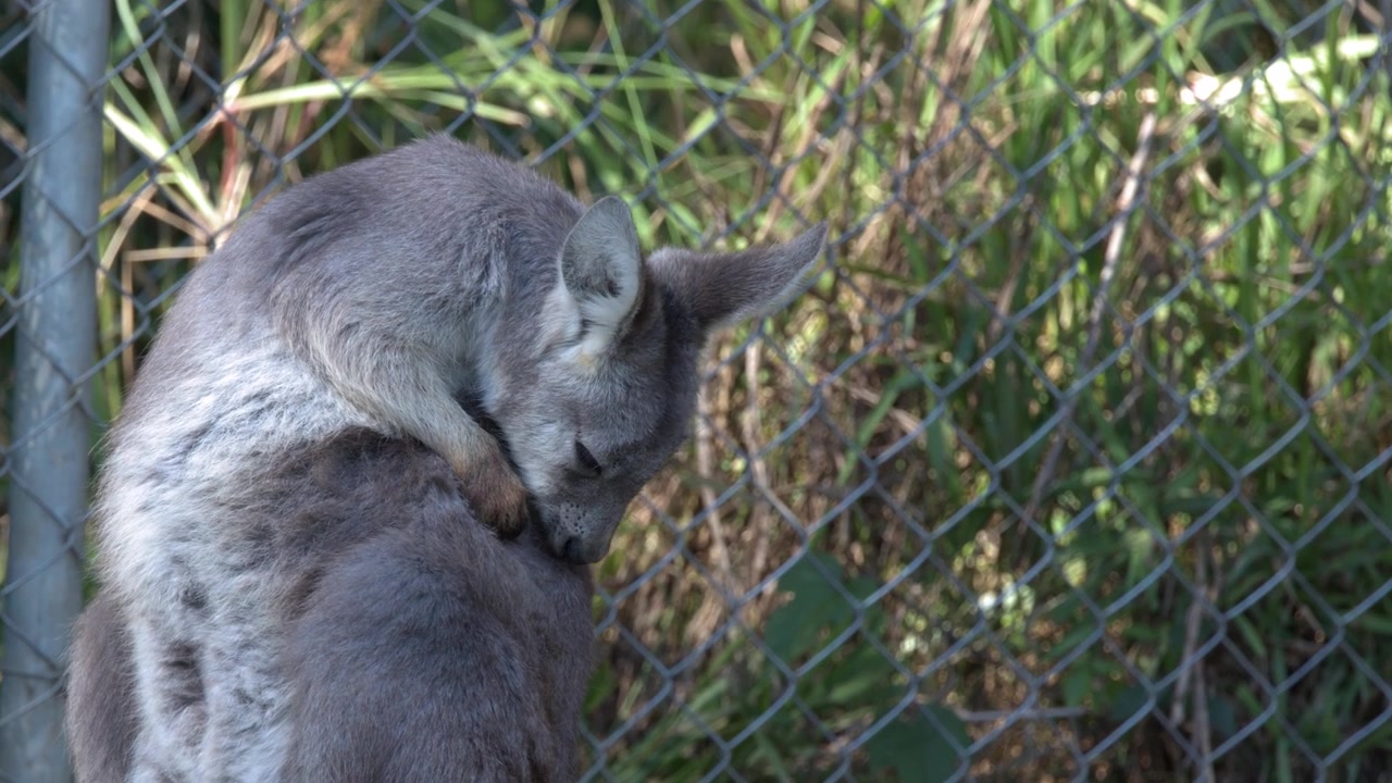 Foto close-up kanguru liar yang merawat bulu abu-abunya di luar ruangan di Sancrox, New South Wales