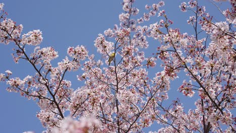 árboles de sakura con ojo blanco japonés en las ramas