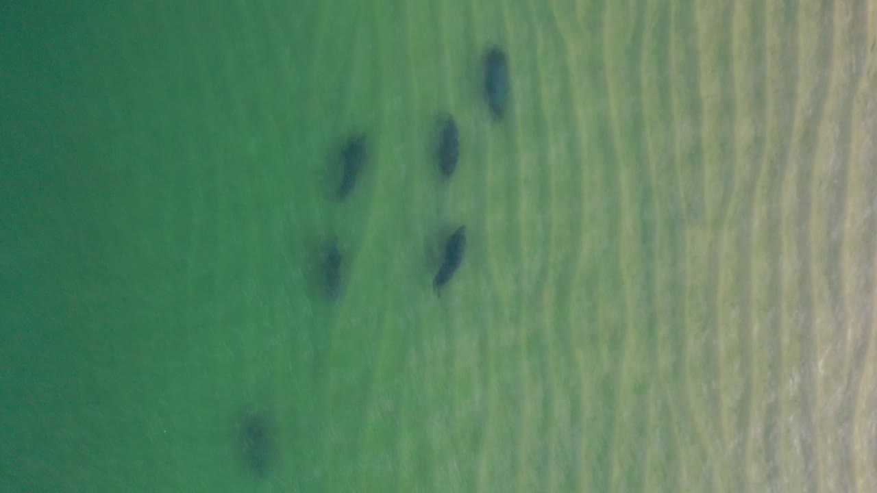 encima de un grupo de seis focas mientras nadan a través de las aguas claras a lo largo de la costa