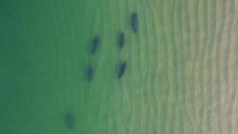 above a pod of six seals as they swim through the clear waters along the coast