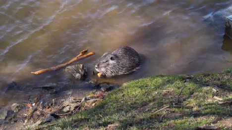 Nutria-eating-by-the-Vltava-river-bank,-Shooters-Island,-Prague