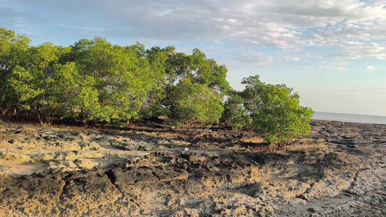 Mangroveträd på klippig kustlinje med havshorisont vid lågvatten