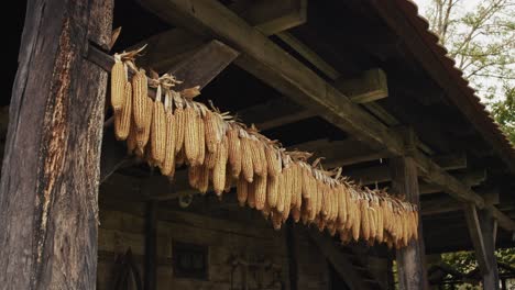 dried corn hanging in a rustic barn