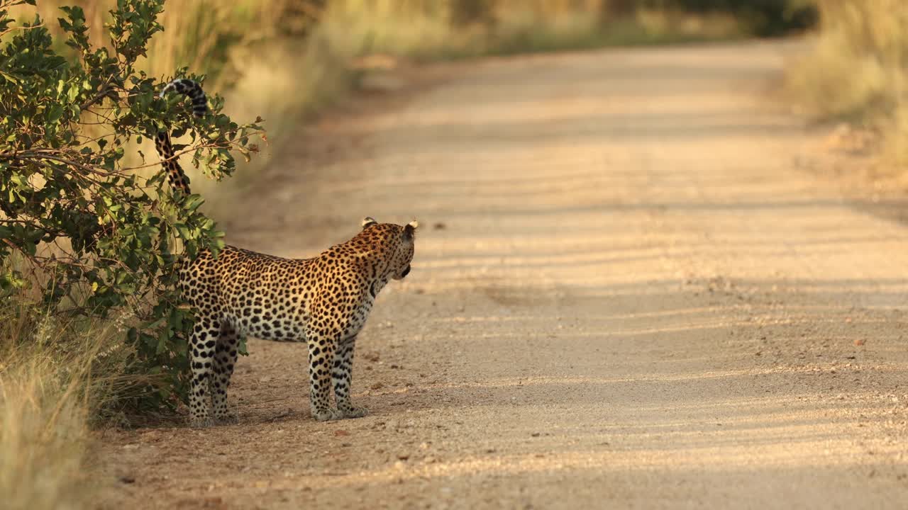 Kruger Ulusal Parkı'nda yol kenarındaki ağaçta koku işaretlemesi yapan leopar.