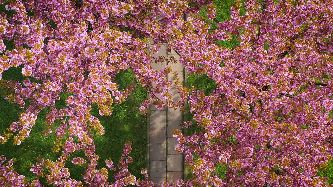 Top-down view of beautiful cherry blossom alley with pink flowers during spring