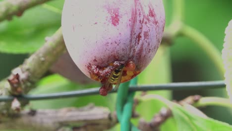 opal plum hanging on the tree being eaten by a wasp in an english country garden