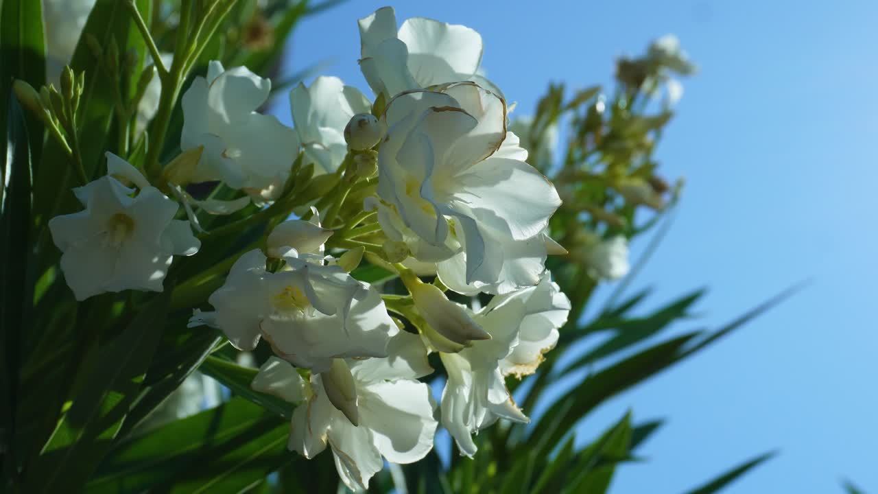 꽃이 만발한 nerium oleander, 흰색 단순 꽃 다발 및 가지에 녹색 잎