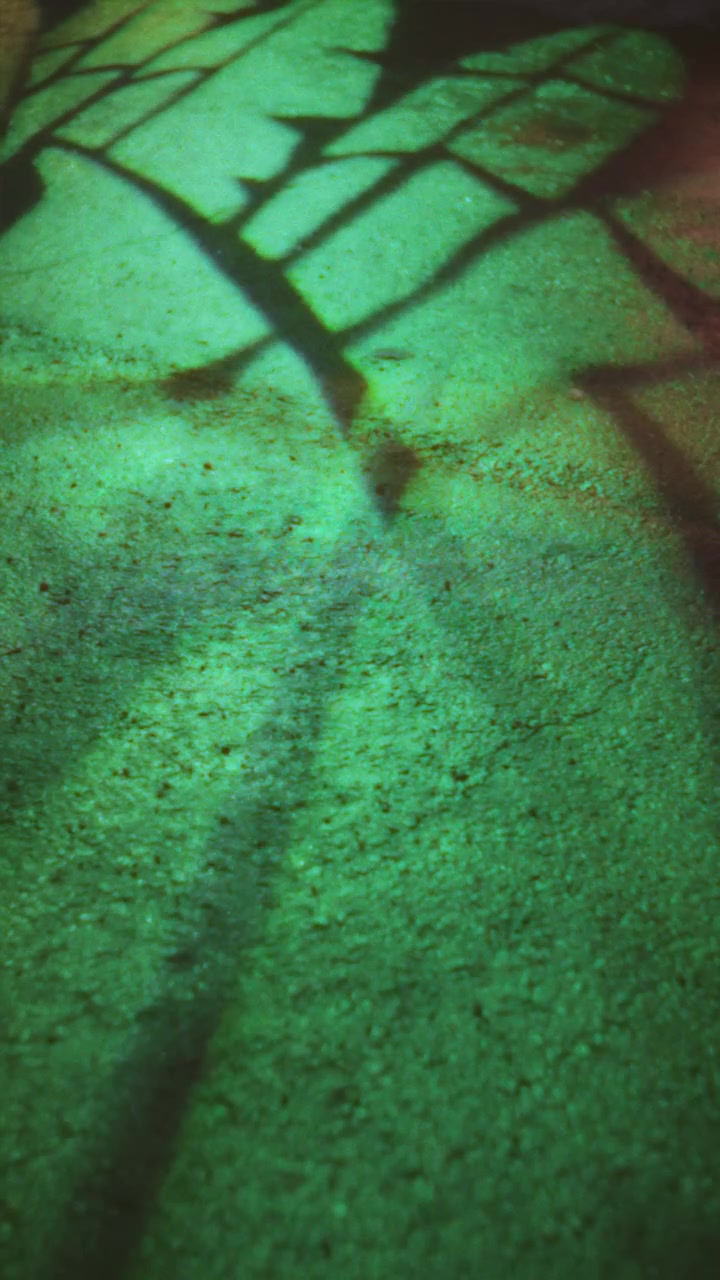 Sombras en movimiento de ramas de árboles sobre una superficie verde texturizada.