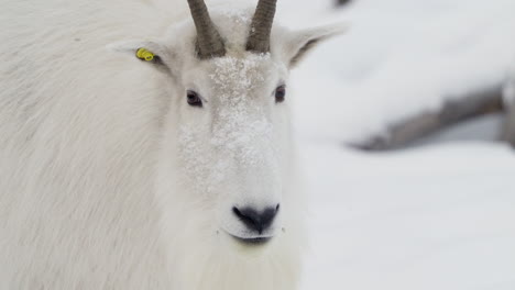 closeup of mountain goat with snow on its face in whitehorse, yukon, canada.