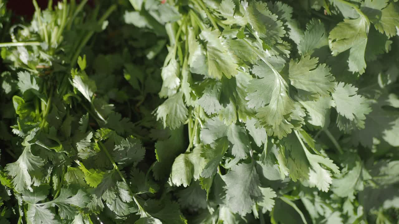 Fresh Cilantro