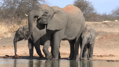 a female elephants with her two youngsters drinking at a waterhole in africa