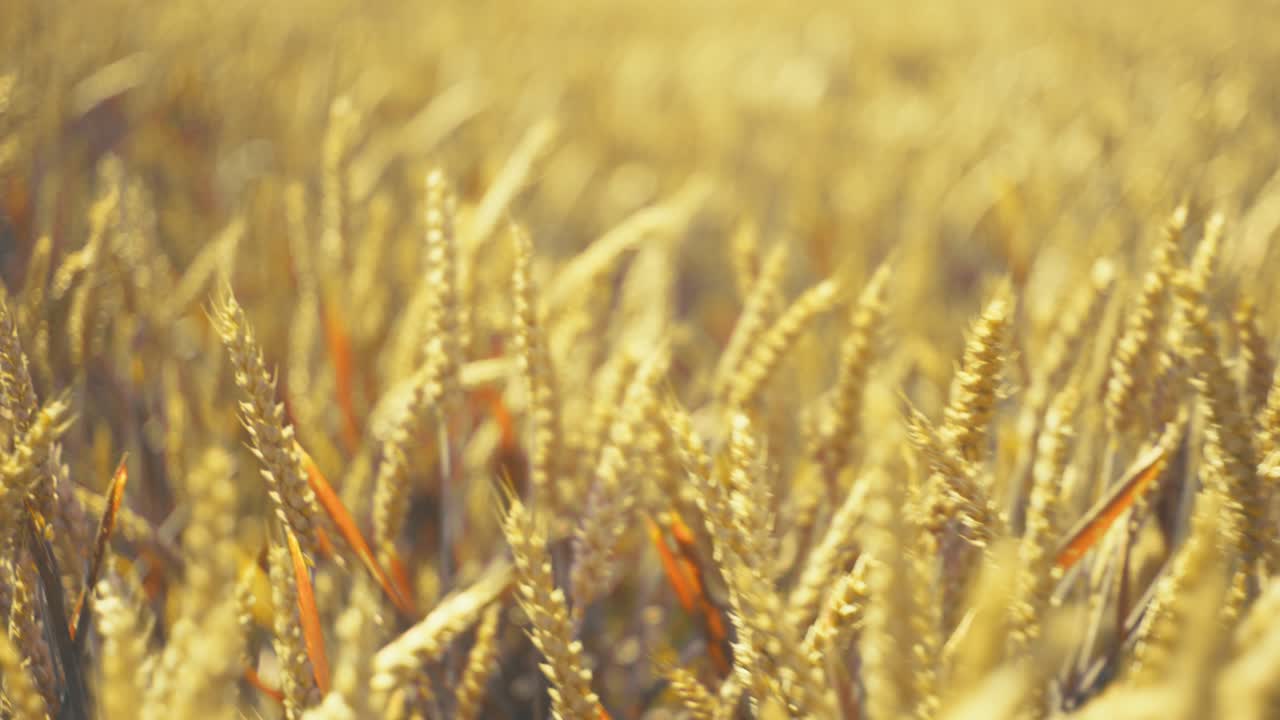 Bathed in golden light, this vast wheat field promises abundance. A serene snapshot of nature's bounty and the essence of wholesome growth.