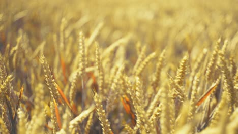 bathed in golden light, this vast wheat field promises abundance. a serene snapshot of nature's bounty and the essence of wholesome growth.