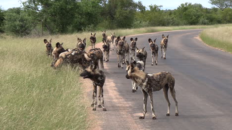 african wild dogs moving towards the camera along a road