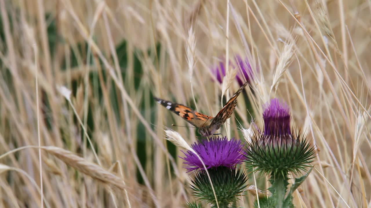 Primo piano macro: Colorata farfalla Vanessa del cardo su un fiore di cardo mariano.