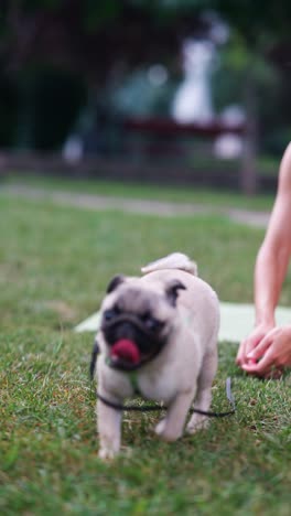 pug playing in the park