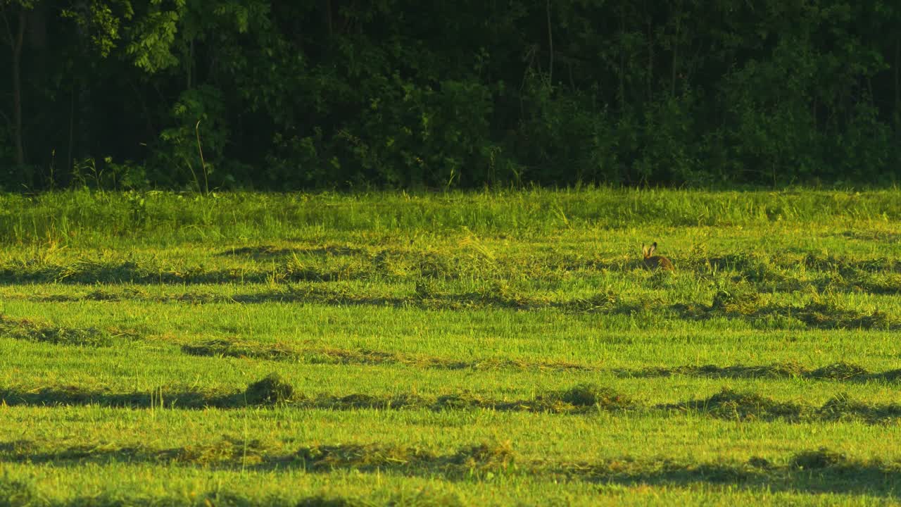 갈색 유럽 토끼는 화창한 여름 저녁에 갓 깎은 초원에서 풀을 먹고 멀리서 넓게 쏜다