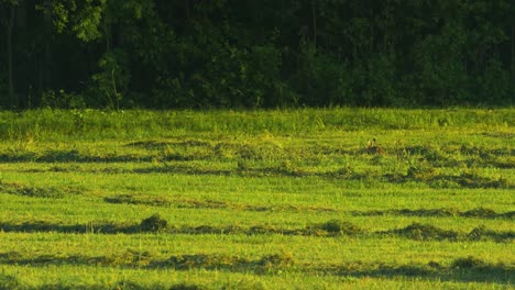 Brown-European-hare-eats-grass-in-freshly-mown-meadow-in-sunny-summer-evening,-wide-shot-from-a-distance