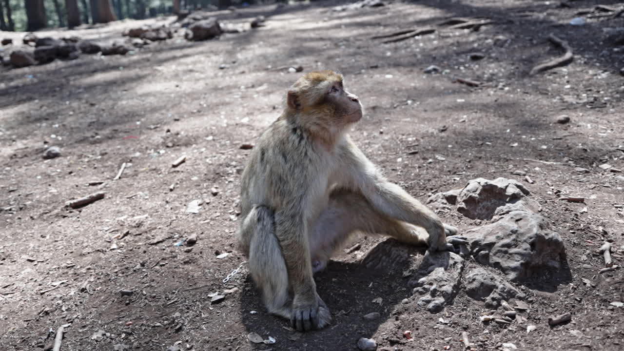 A Barbary Macaque Monkey in its Natural Forest Habitat