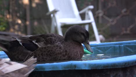 black duck drinking in a bucket of water, video of poultry taking a bath, slow motion duck playing water in the backyard