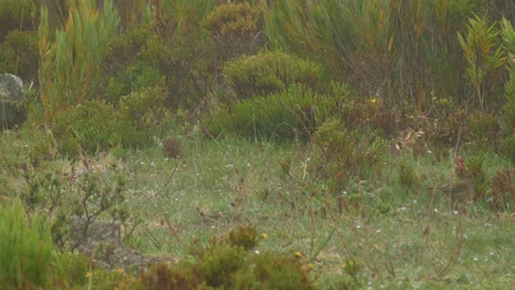 Ein-Süßer-Kleiner-Kiskadee-Auf-Dem-Boden,-Der-Nach-Futter-Sucht,-Während-Er-Im-Morgendlichen-Dunst-Herumspringt