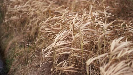 Hohes-Trockenes-Gelbes-Gras-Auf-Einem-Feldweg,-Der-Bei-Starkem-Wind-Weht