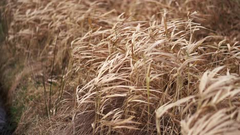 hierba amarilla alta y seca en un camino agrícola que sopla con viento fuerte